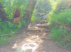 Let God Blaze Your Trail